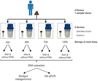 GutAlive® enables DNA-based microbiome analysis without disrupting the original composition and diversity